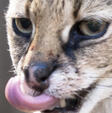 sono